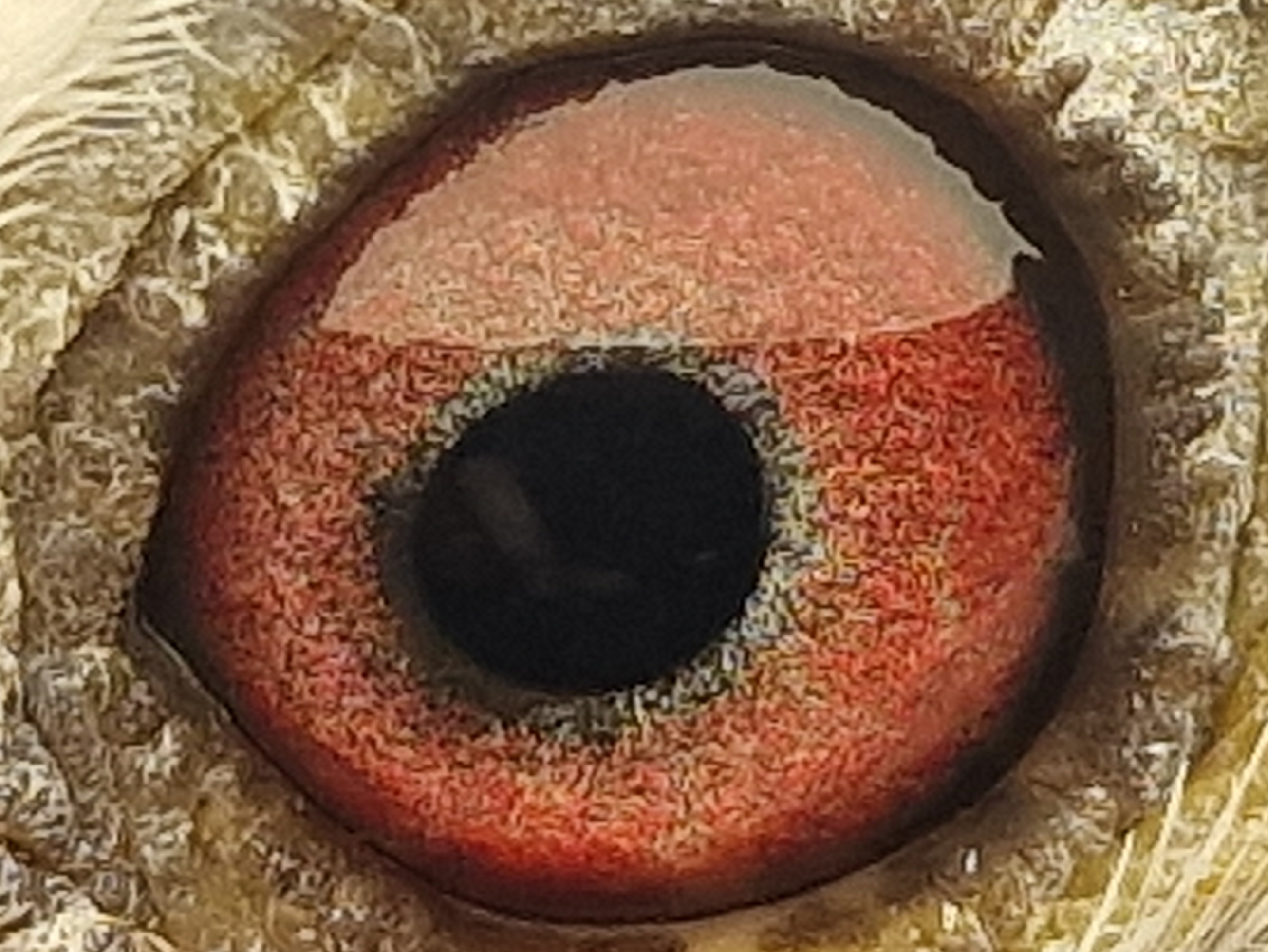 Pigeon eye